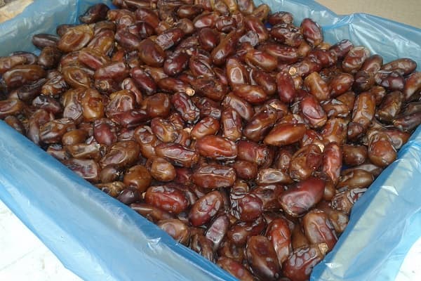 تصویر 2 از خرید خرمای سایر صادراتی + قیمت فروش استثنایی